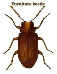 The Common Furniture Beetle