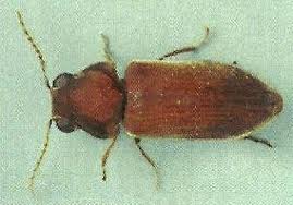 The Death Watch Beetle