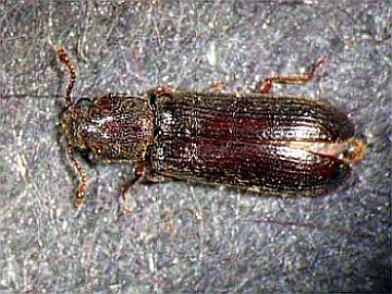 The Powder Post Beetle