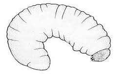 The larva of a Wood Boring Weevil